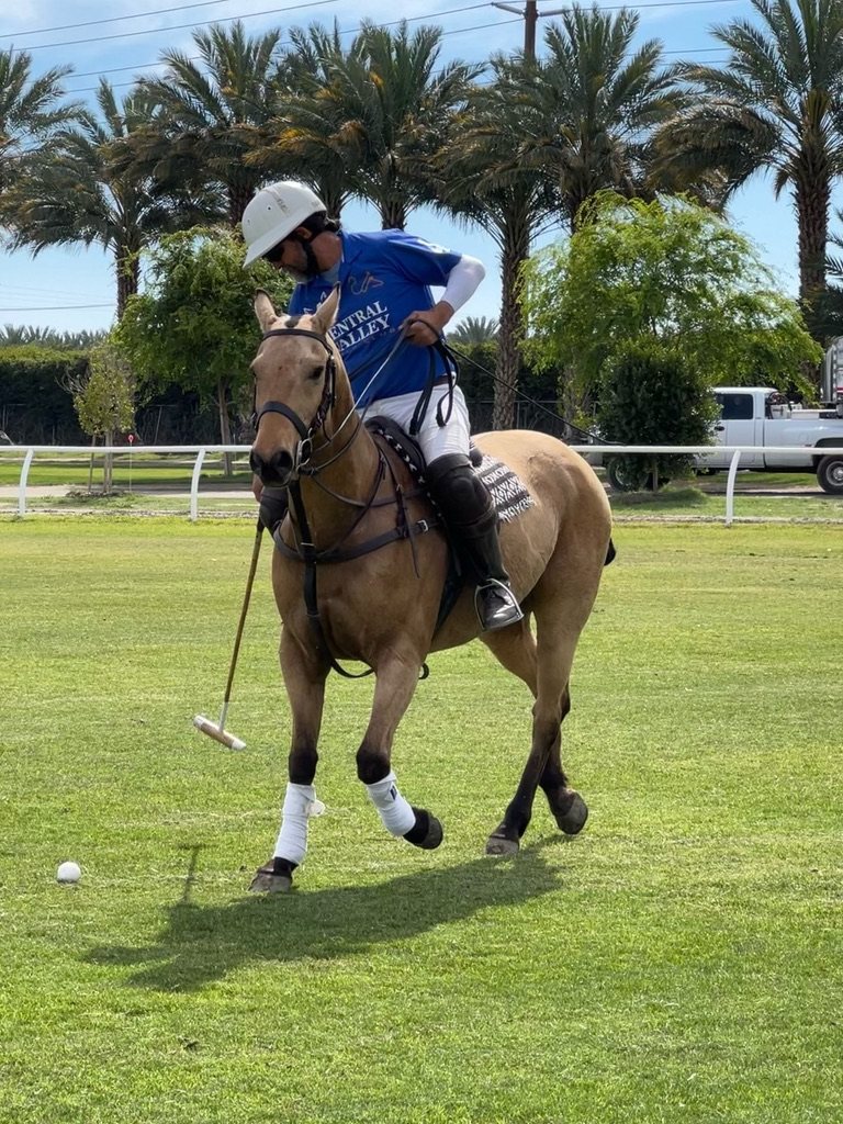 A polo player in a white helmet and blue jersey lines up a swing on a buckskin horse, ball on the grass, palm trees and a white rail behind.